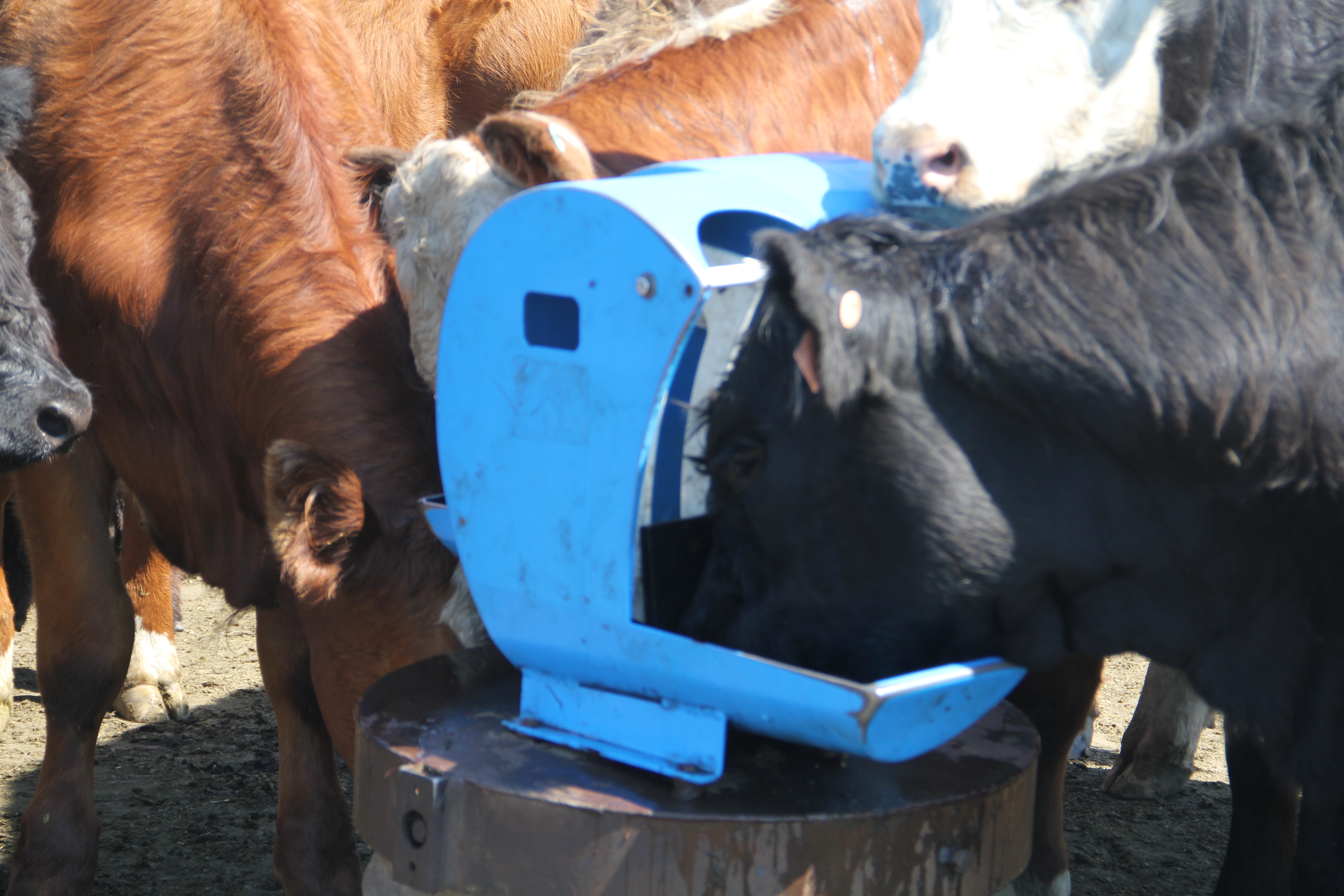 Member Feature - Frostfree Nosepumps